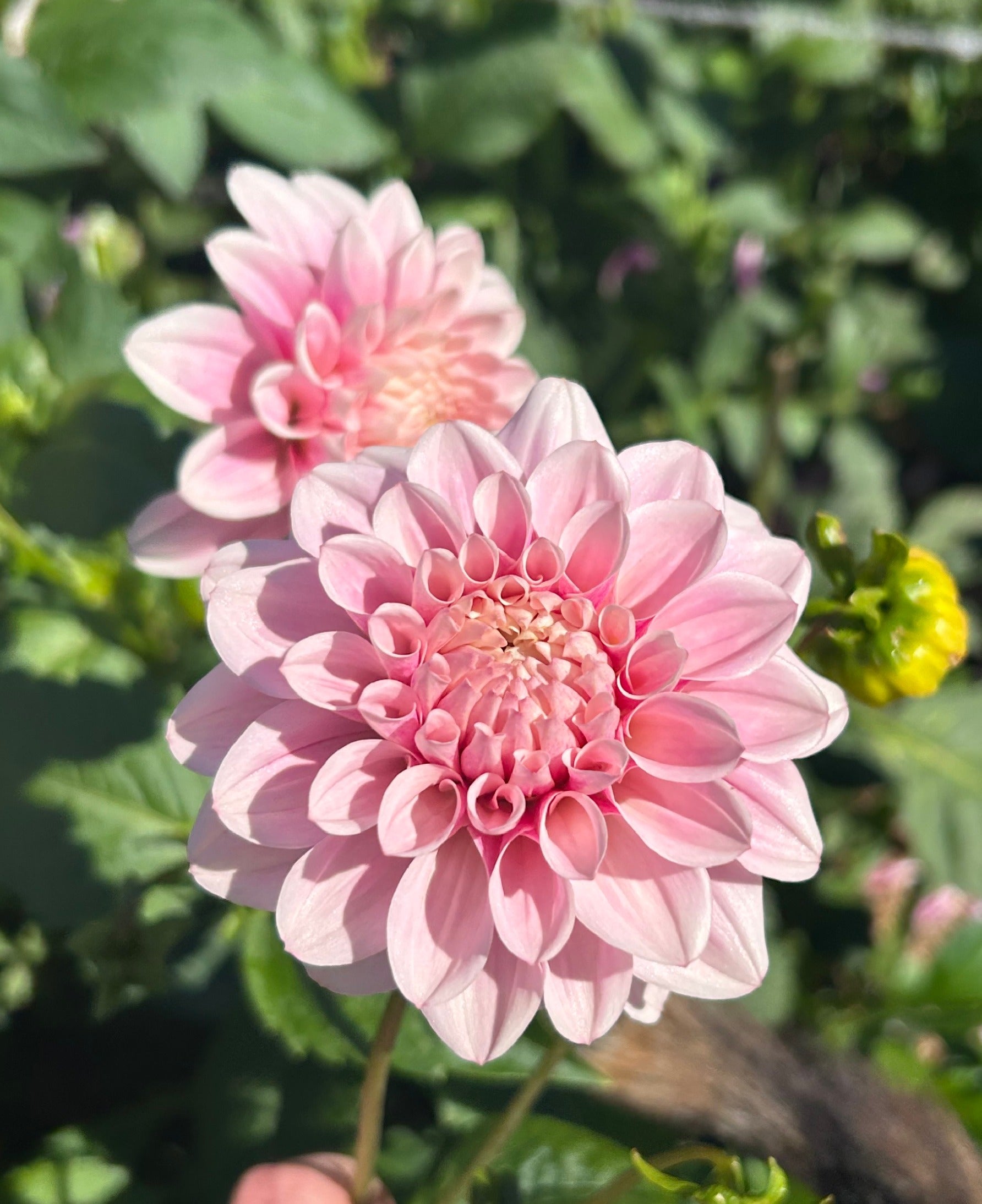 Decorative Dahlias