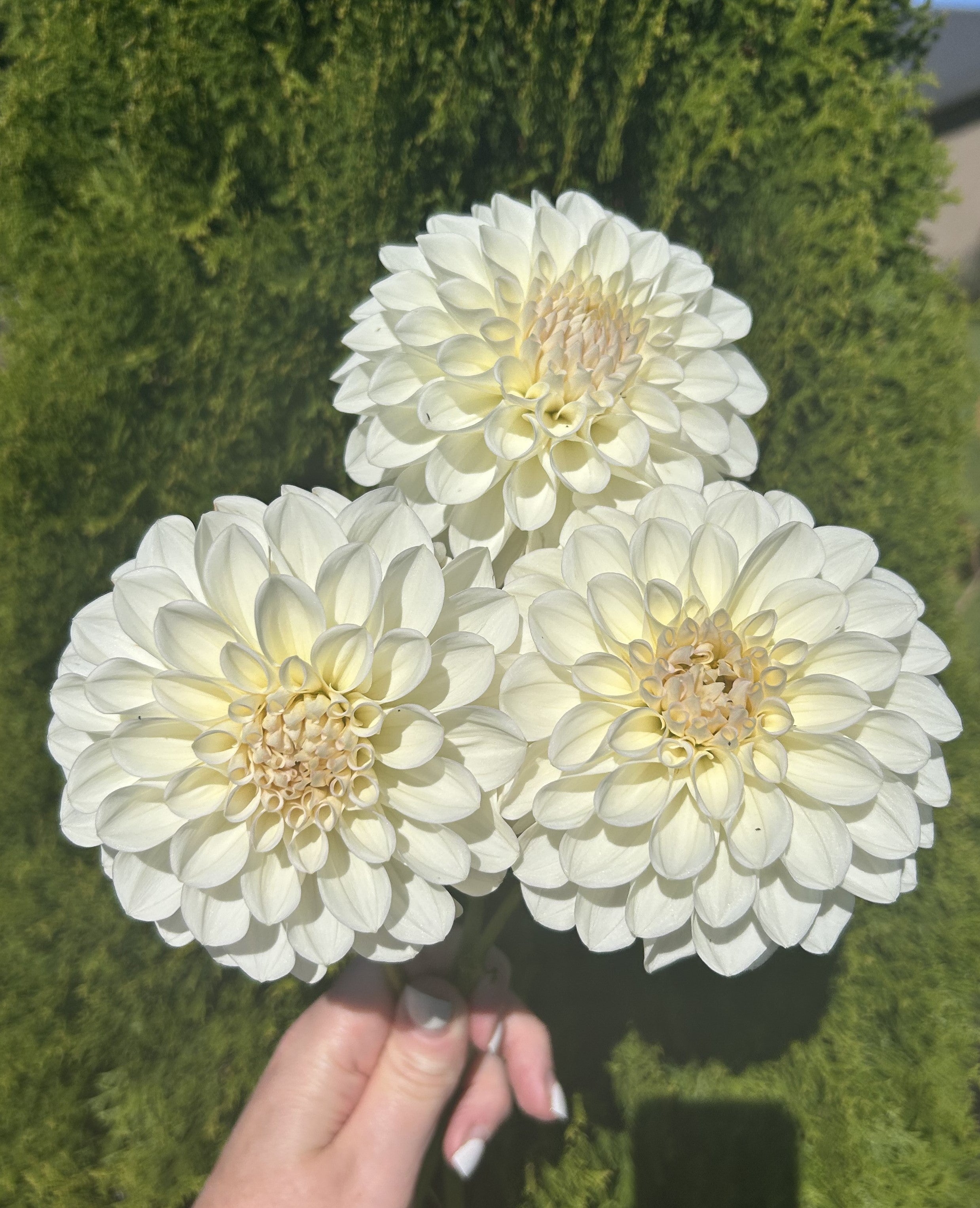 All Dahlias