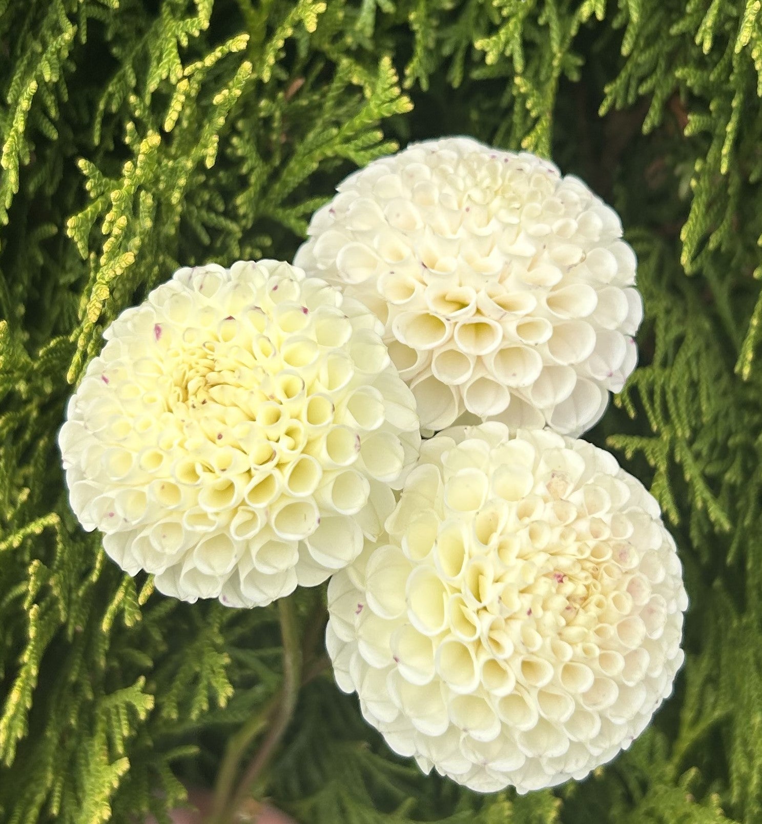 Pompon Dahlias