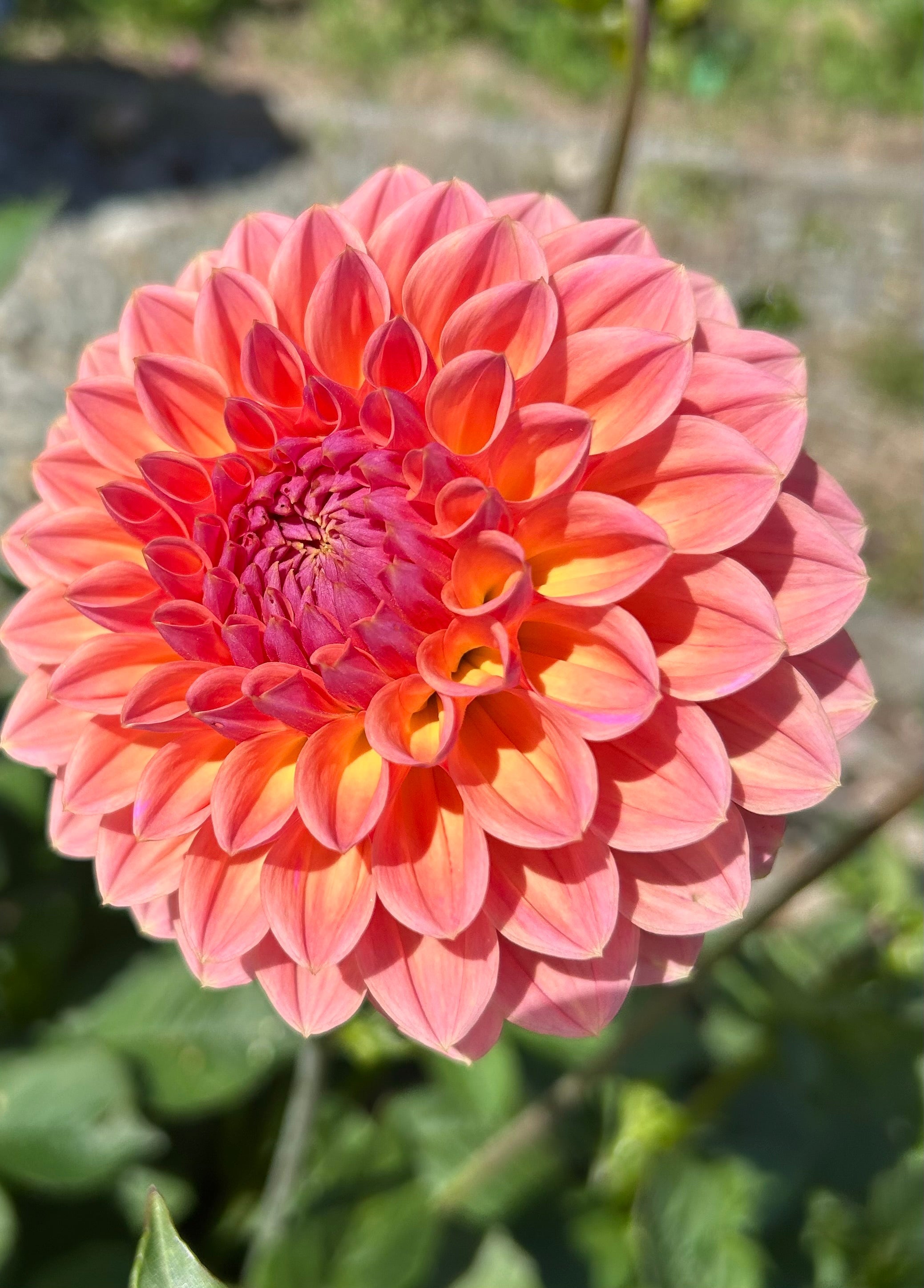 Ball Dahlias