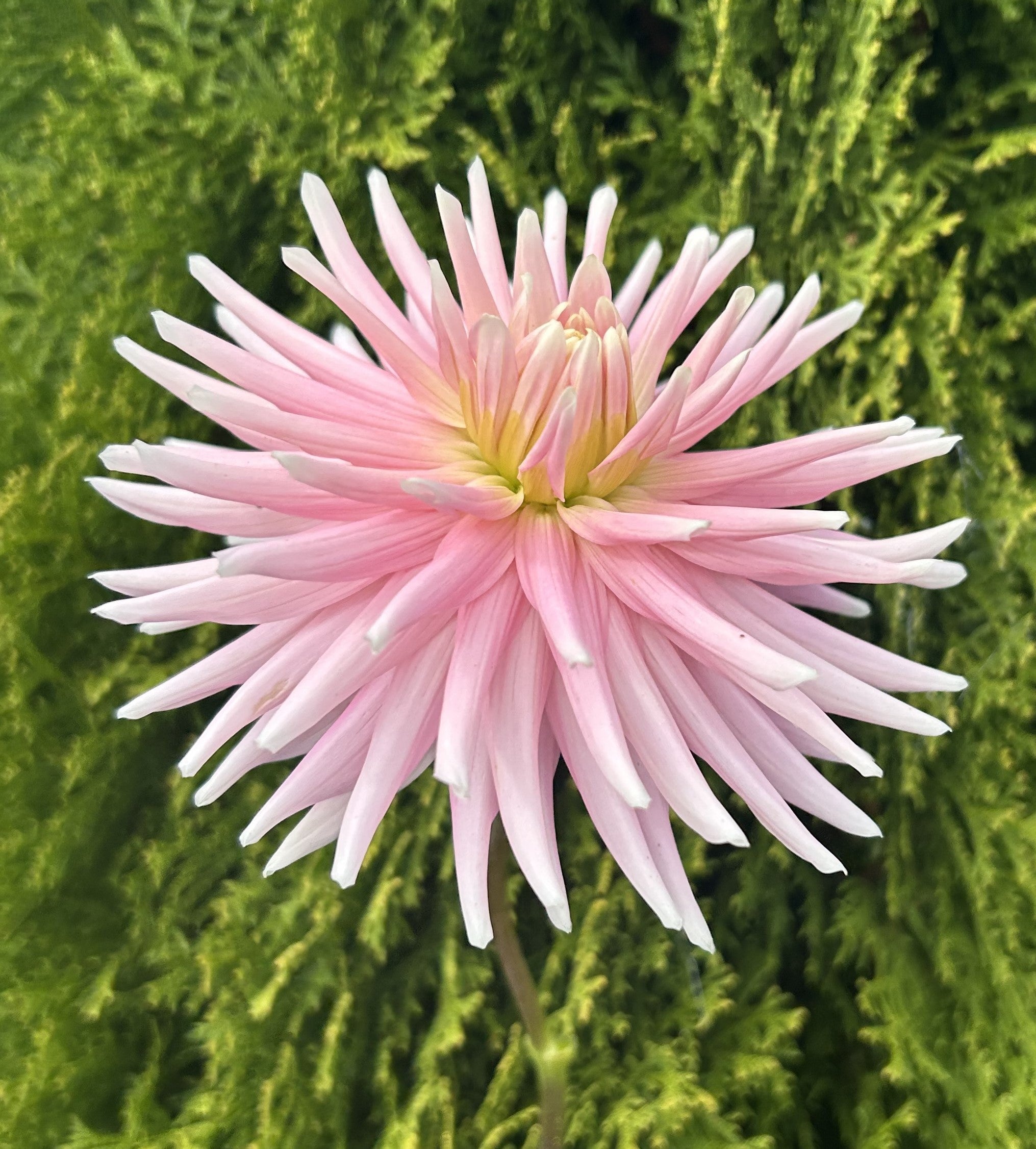 Cactus & Semi-Cactus Dahlias