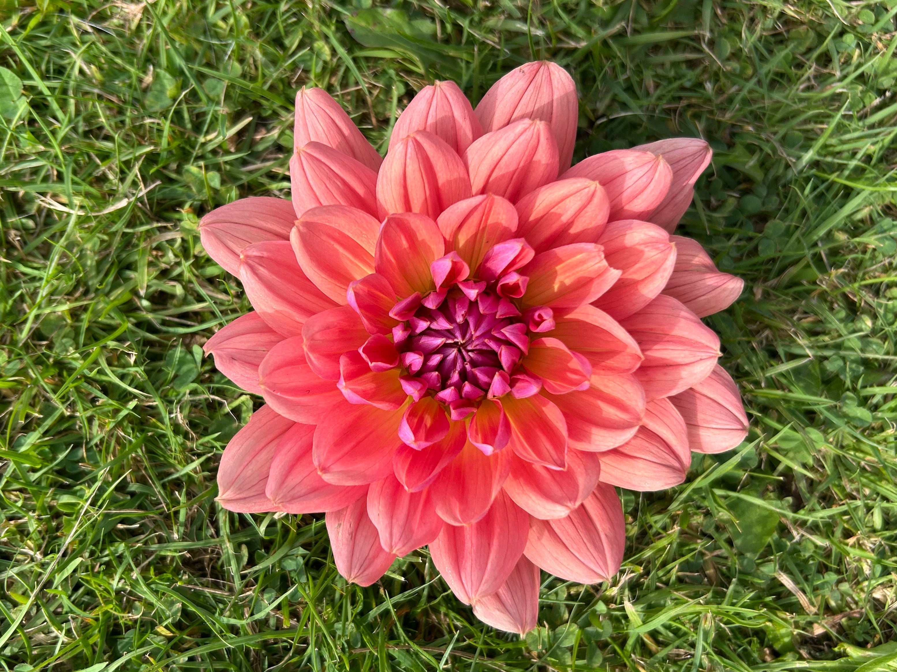 Dutch Pearl