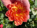 Pam Howden
