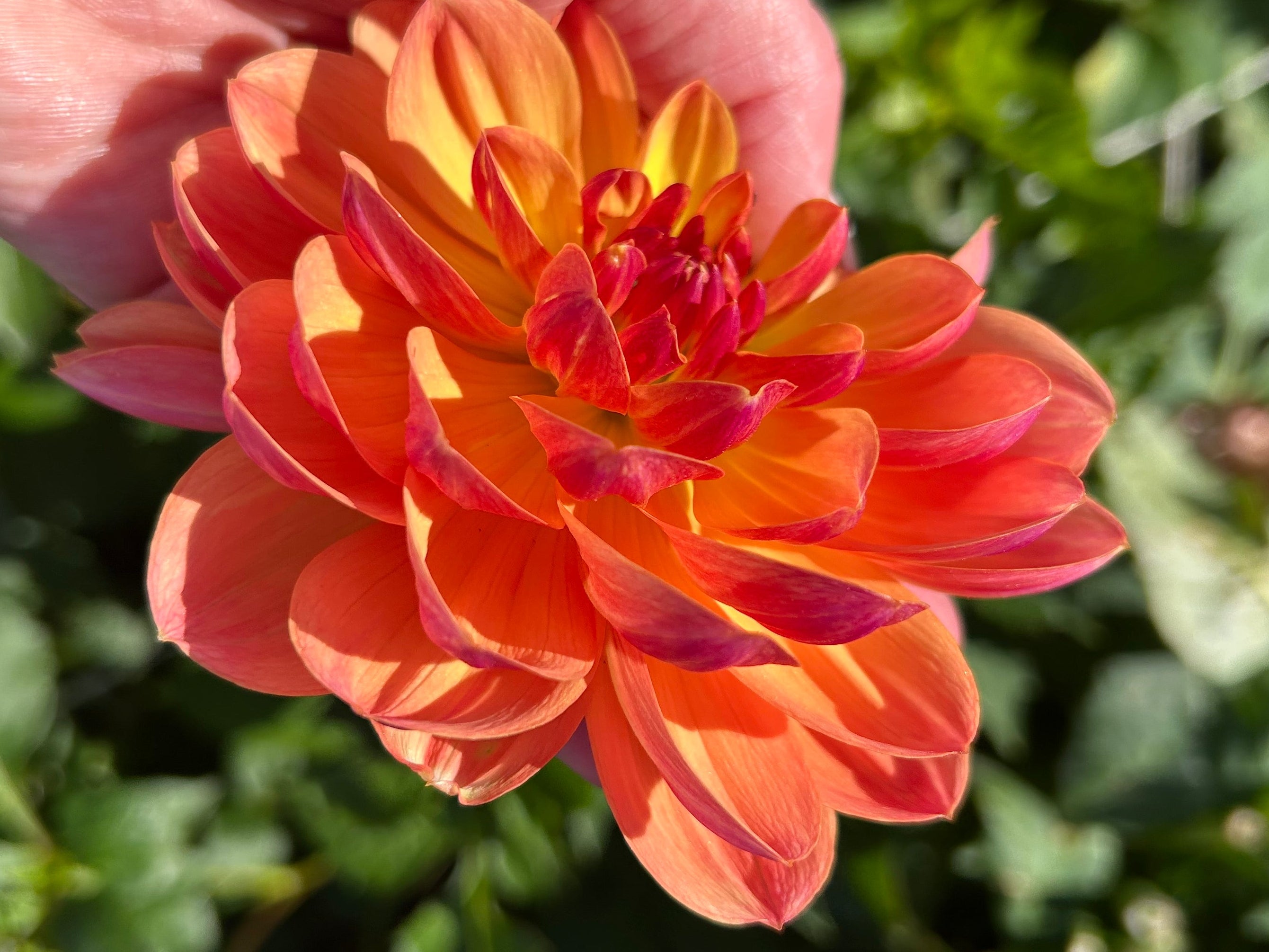 Pam Howden