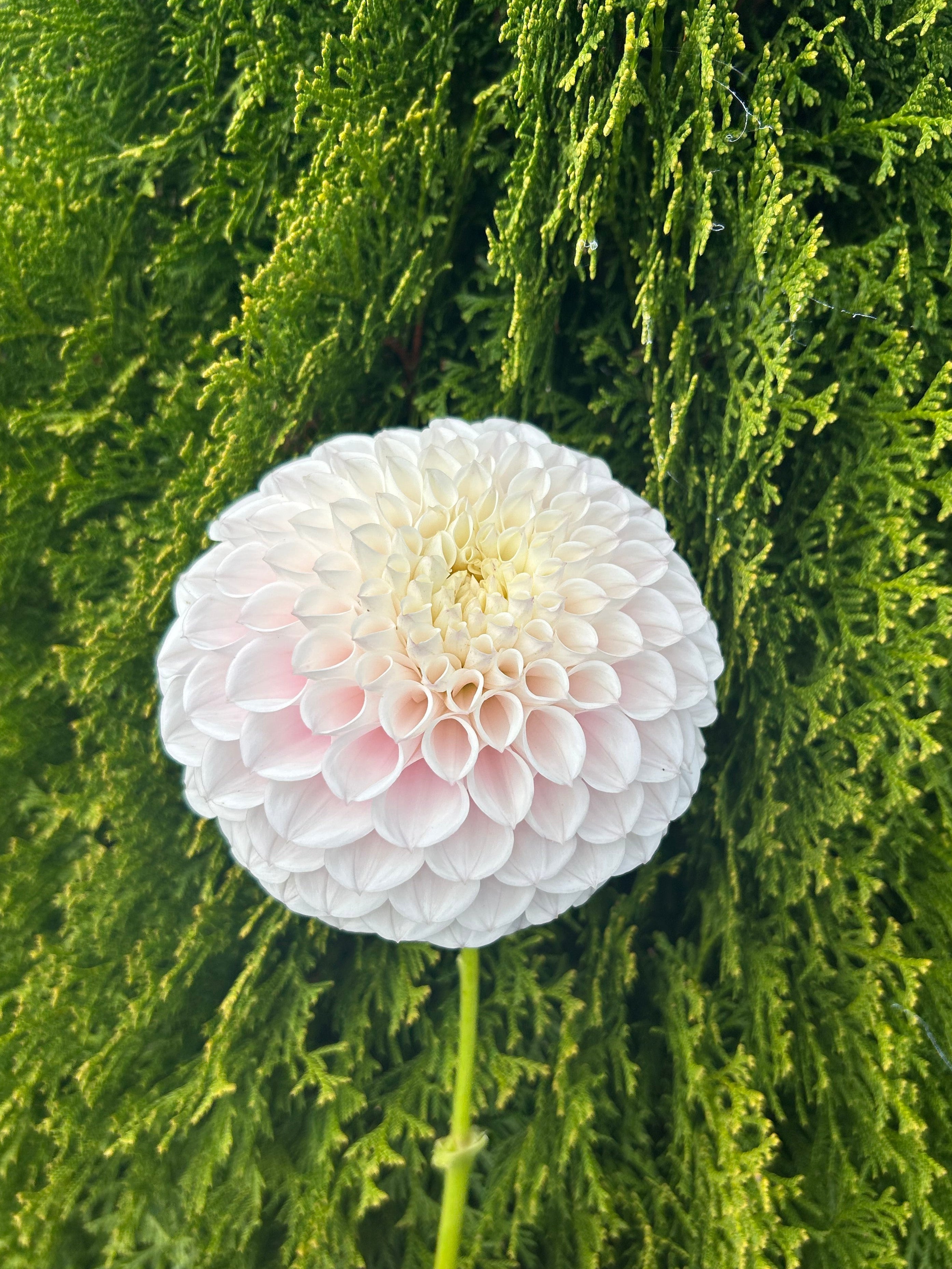 Pink Pearl