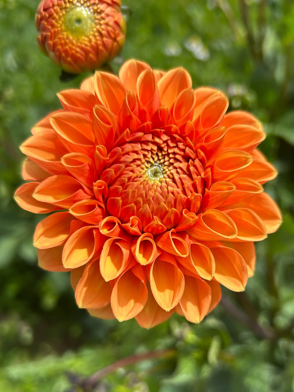 Sylvia (Maarn)