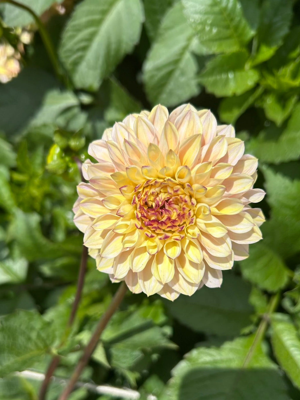Wine Eyed Jill - Yellow