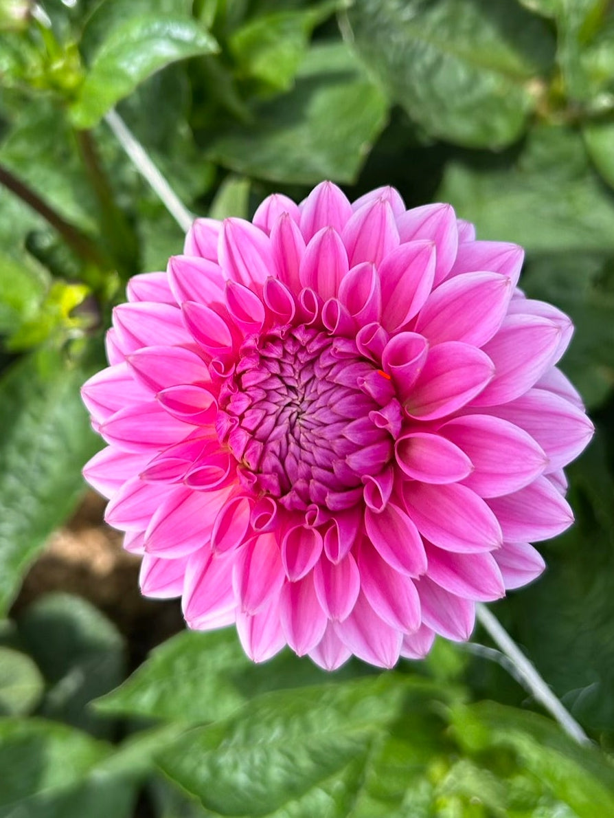 Pink Sylvia