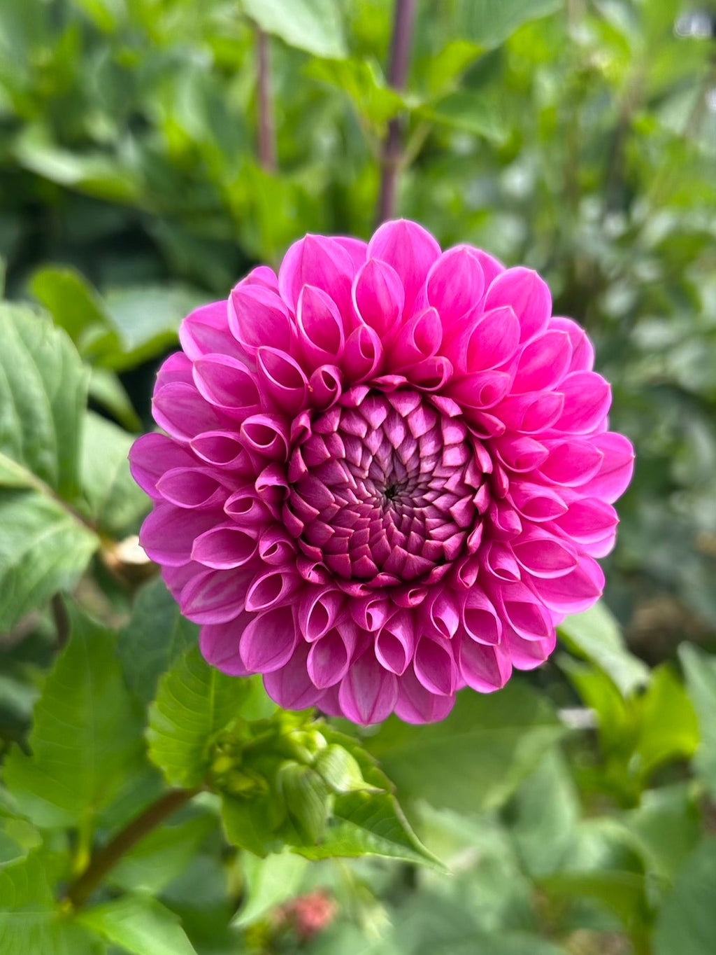 Mary's Jomanda