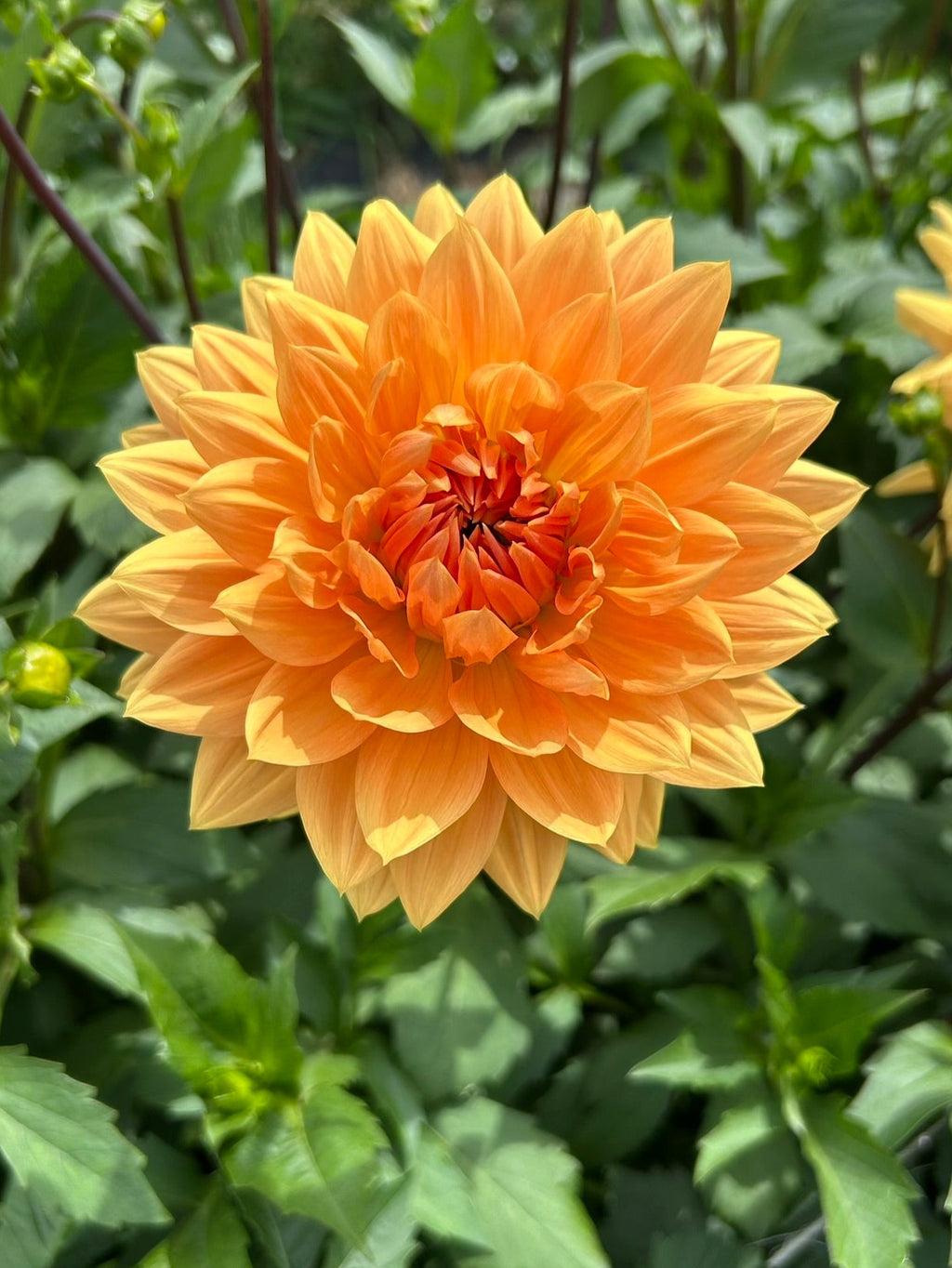 Noordwijks Glorie