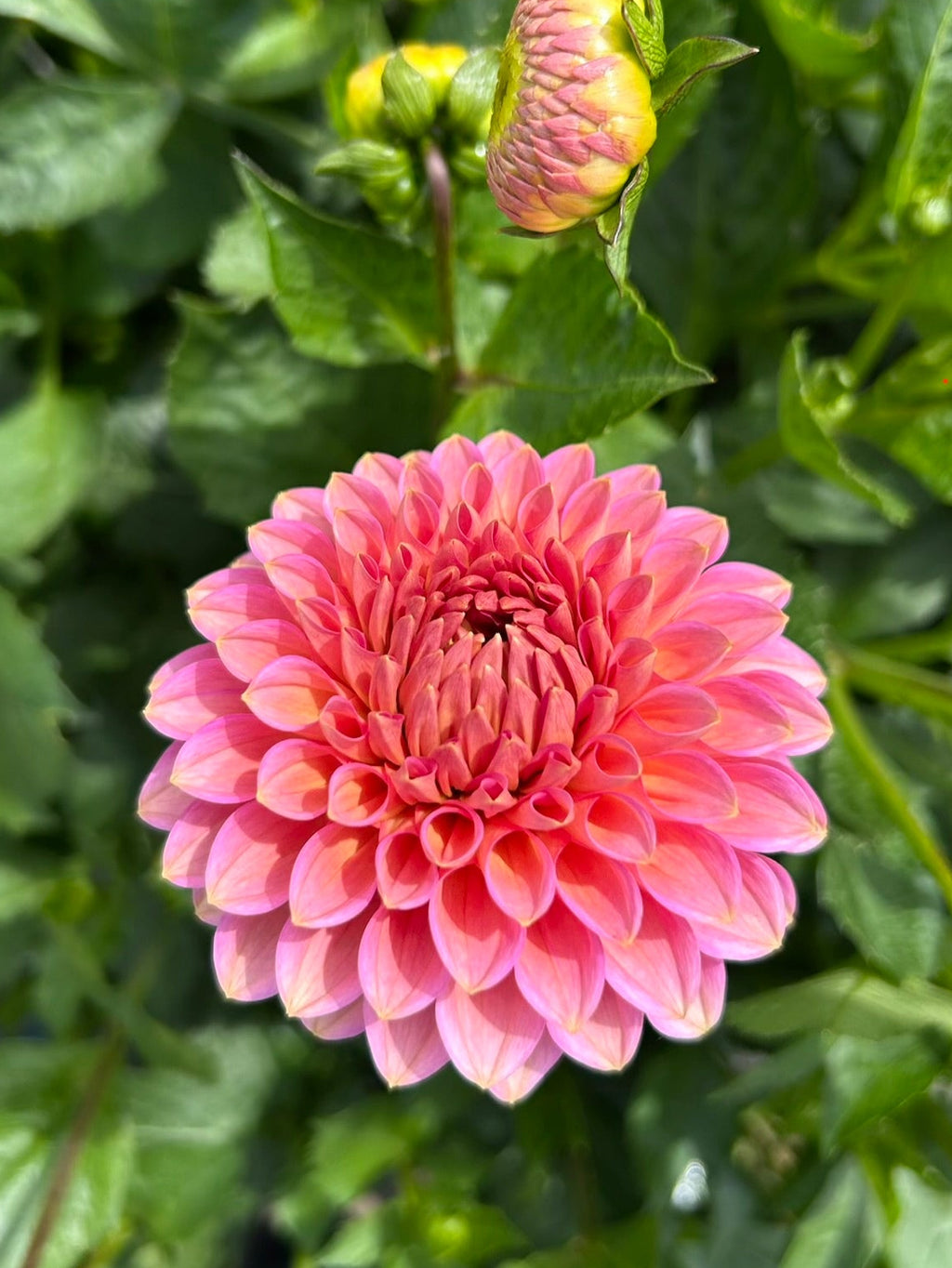 Westerton Pearl