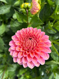 Westerton Pearl