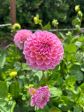 Hamari Rose