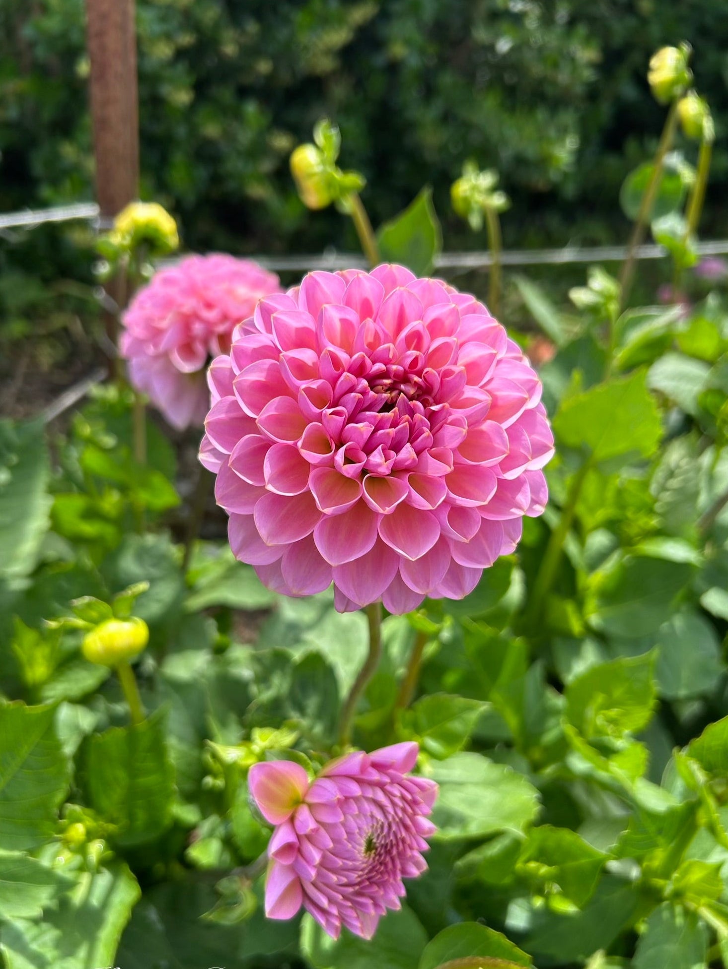 Hamari Rose