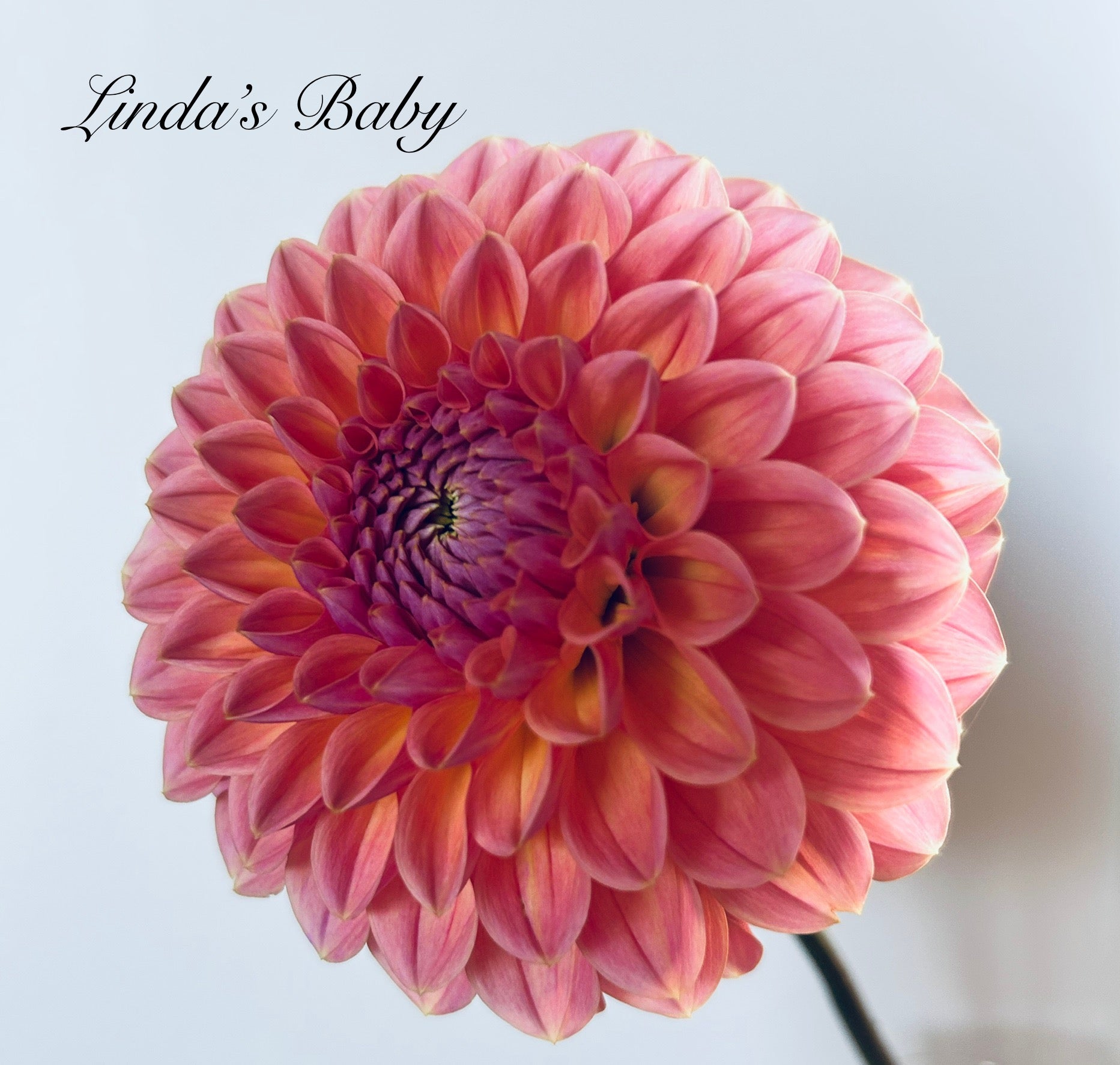 Linda's Baby