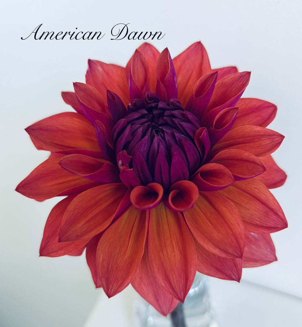 American Dawn