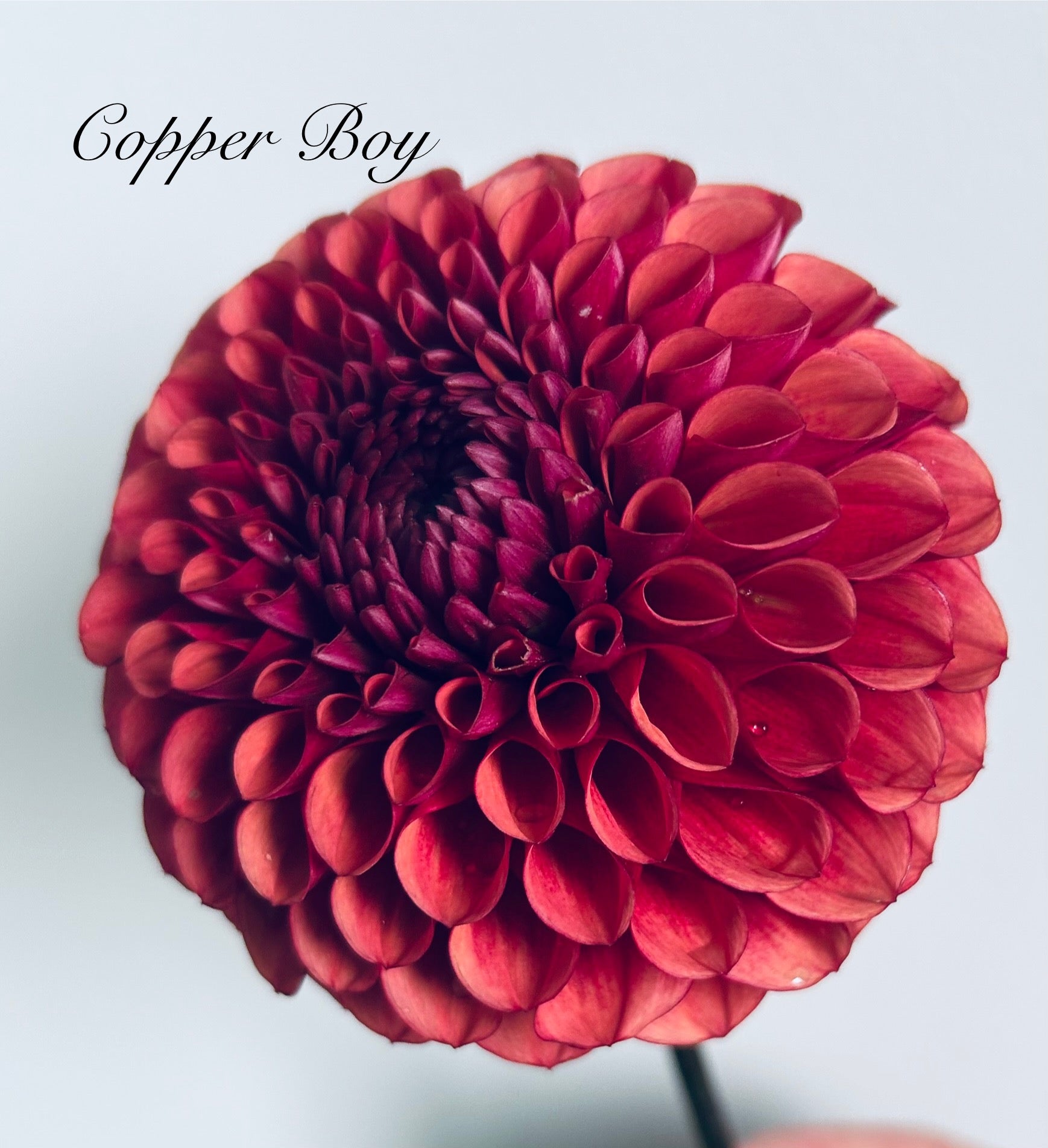 Copper Boy