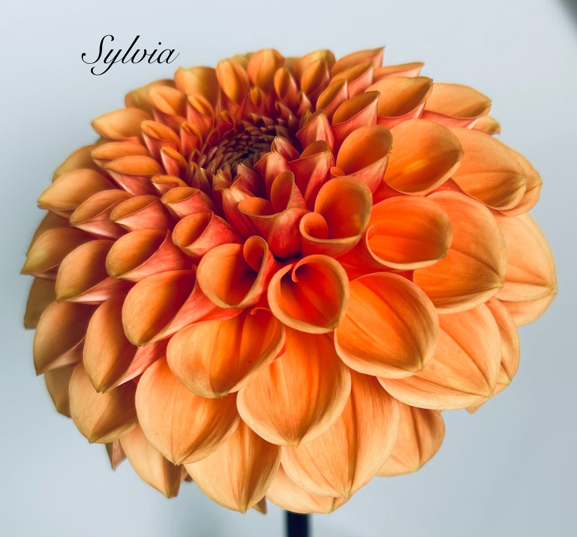 Sylvia (Maarn)