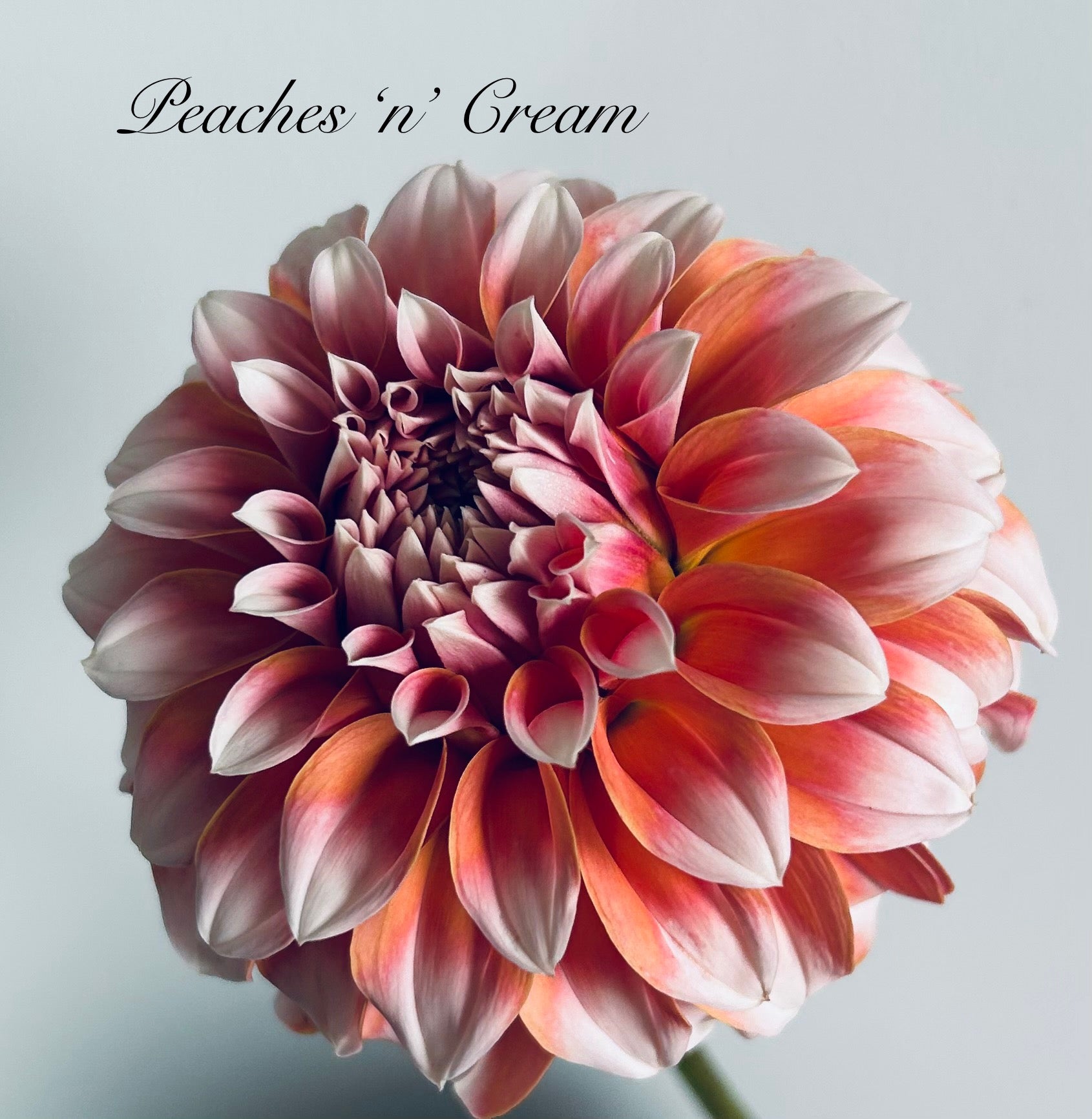 Peaches N Cream