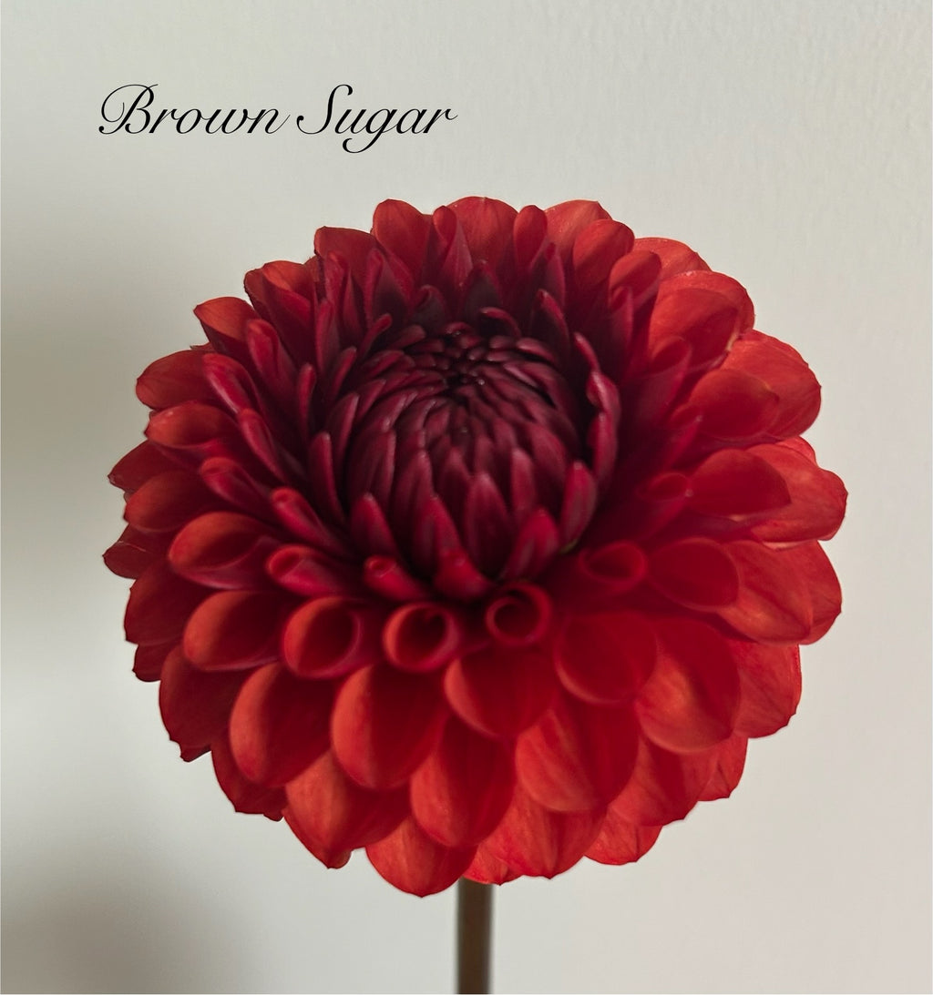 Brown Sugar