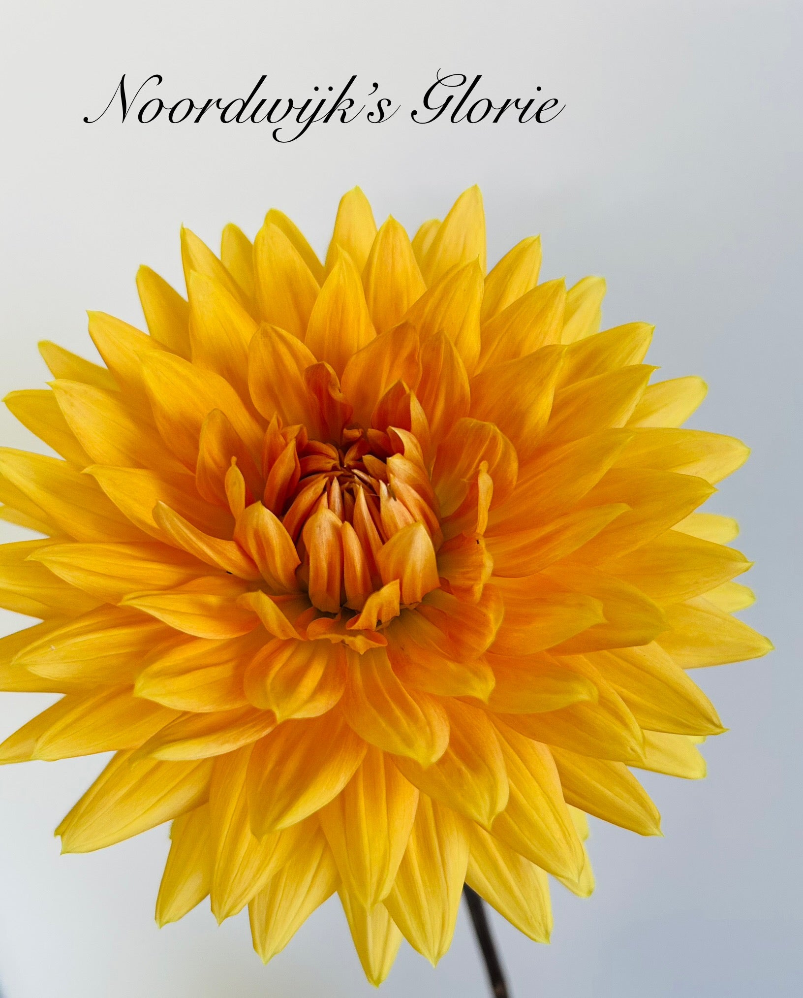 Noordwijks Glorie