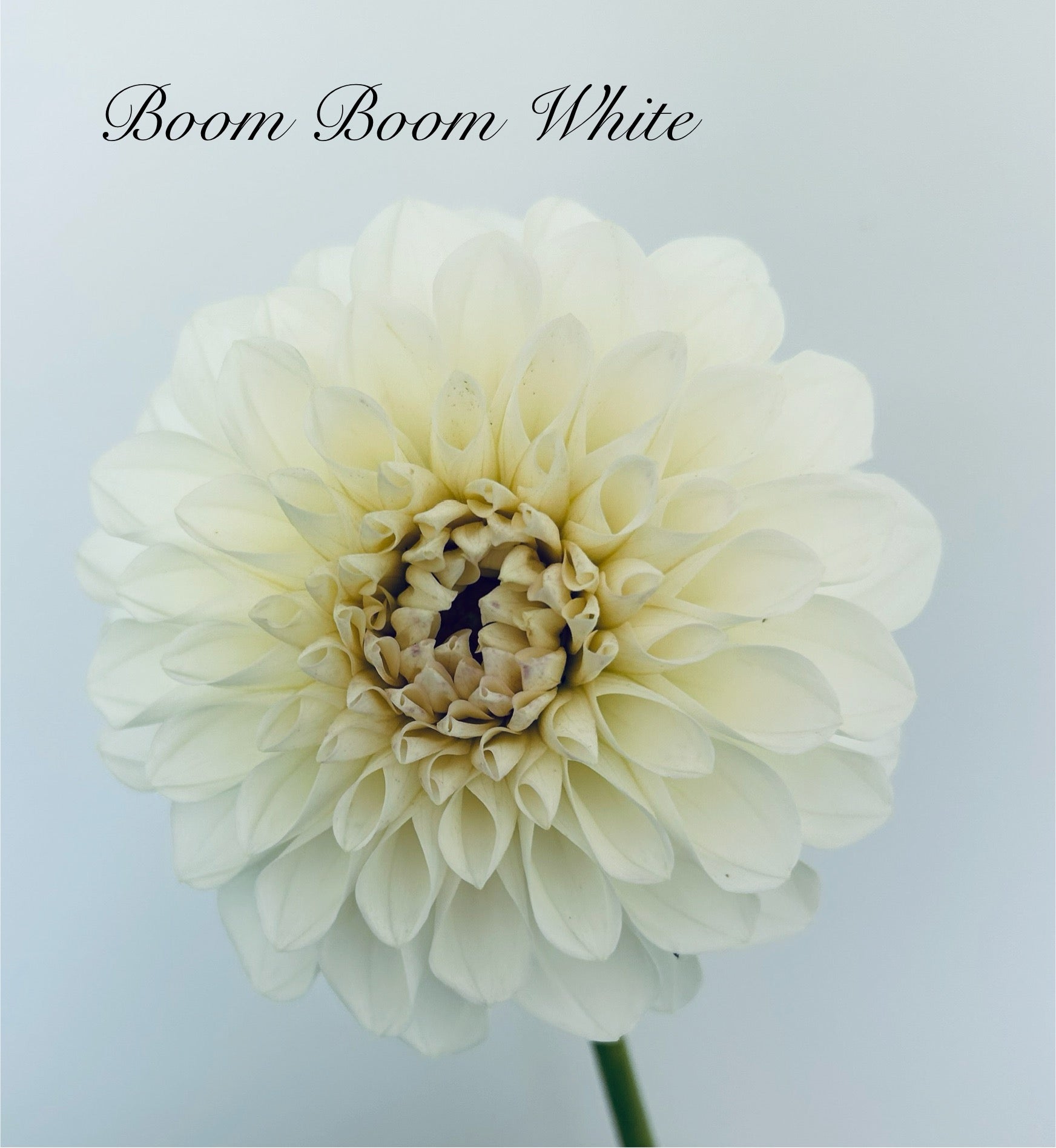 Boom Boom White
