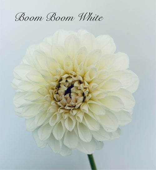 Boom Boom White