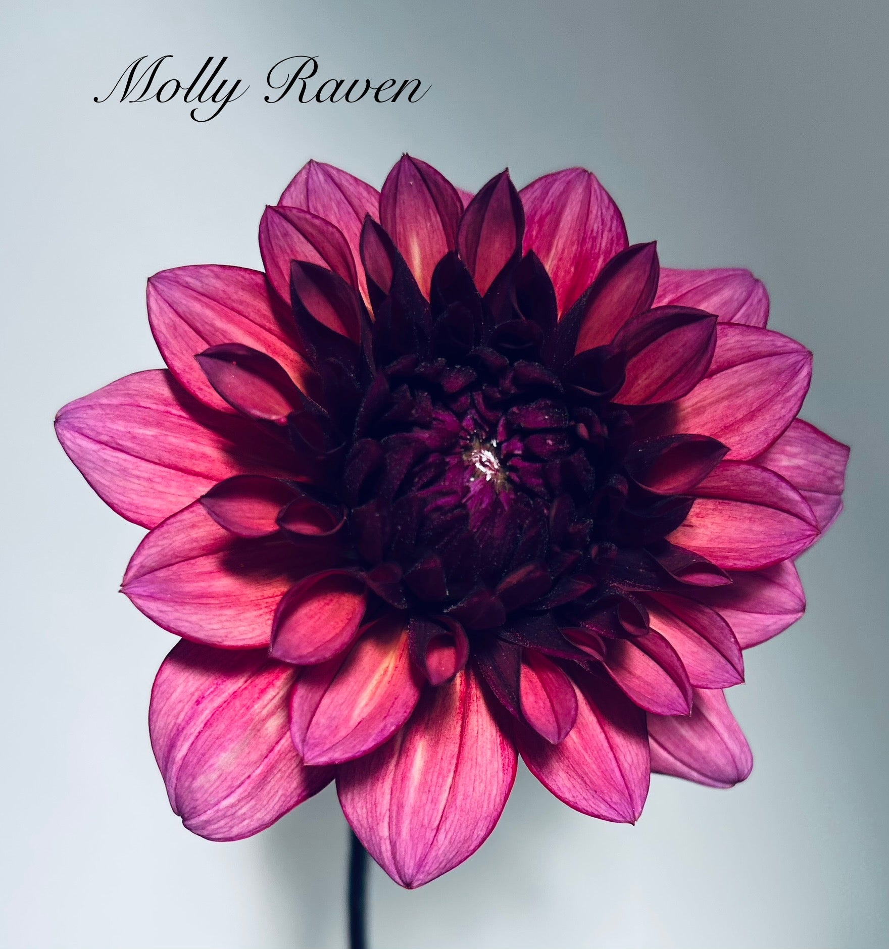 Molly Raven