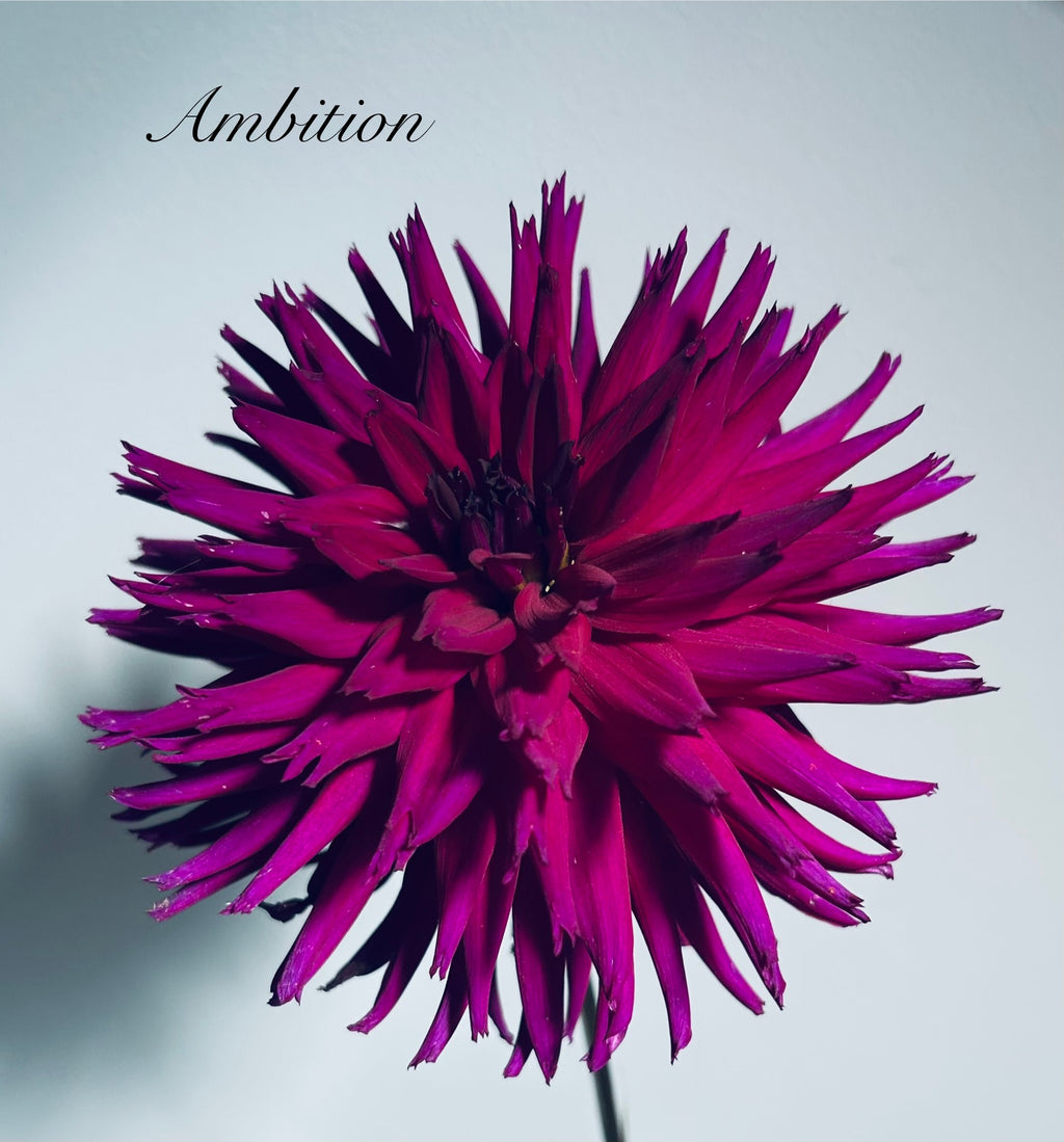 Ambition
