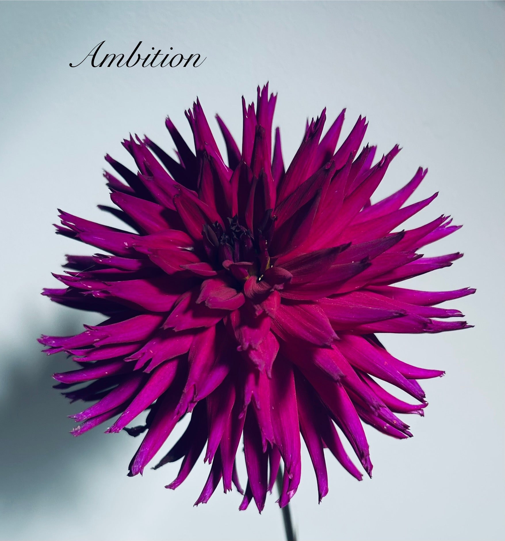Ambition