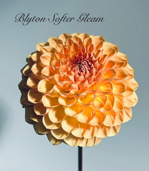 Blyton Softer Gleam