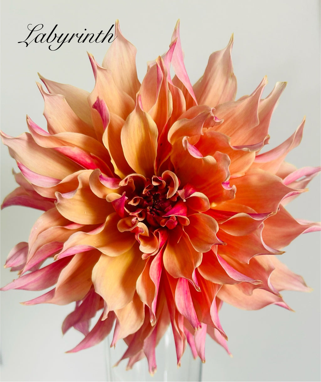 Labyrinth