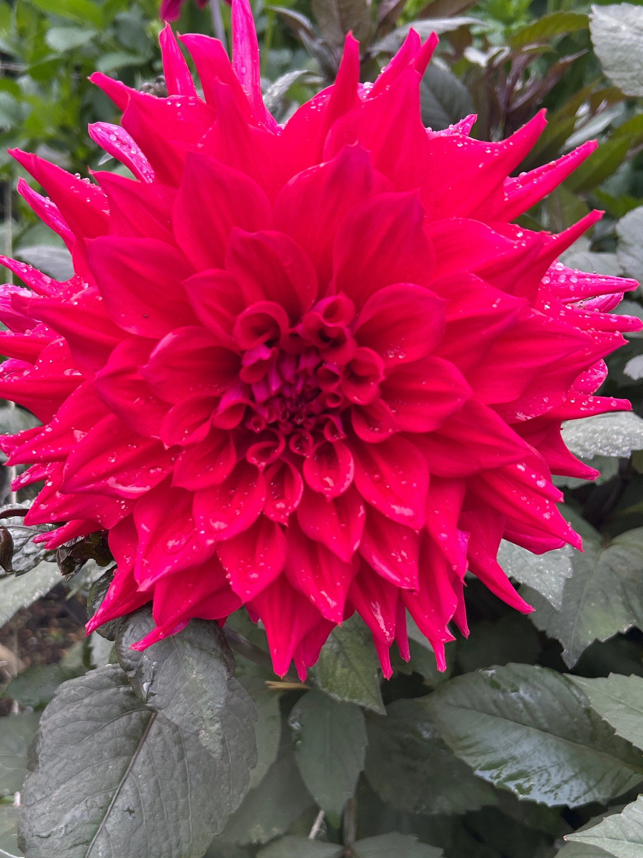 Engelhardt's Matador