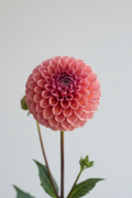 Snoho Jojo dahlia — warm rosy-pink pompom ball bloom on a stem