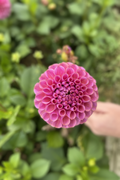 Isabel Dahlia - Purple Magenta
